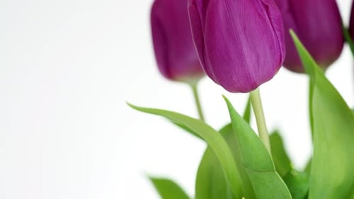 Vibrant Purple Tulips in Elegant Close Up