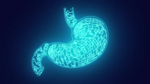 Órgano del cuerpo humano Estómago