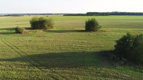 Aerial View of Green Rural Field with Trees