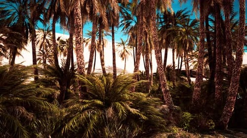 Palm Trees and the Sand Dunes in Oasis