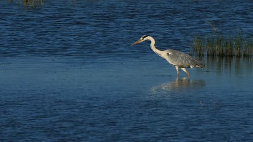 Grey heron, Ardea cinerea, Camargue, France