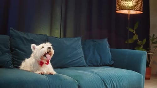 Westie Dog Lying and Walking on Blue Couch