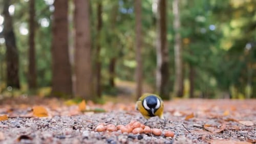 Slomo close-up of small bird grabbing seeds from ground and flying off