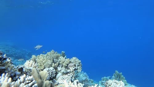 Underwater Sea Coral Tropical Reef