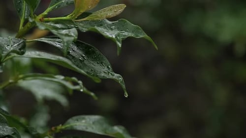 A close-up of grass leaves with raindrops on a rainy day.