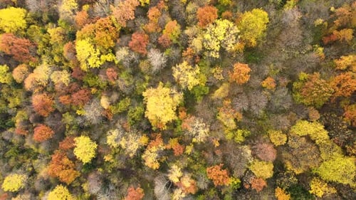 View from above of dense pine forest with canopies of green spruce trees and colorful