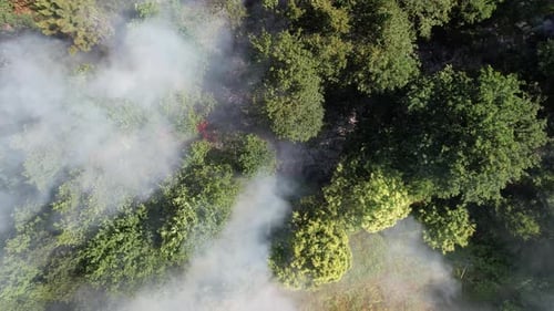 Nature Disaster. Fire Forest Smoke