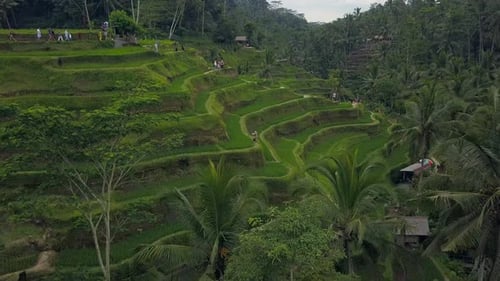 Luftaufnahme über Bali-Landschaften mit Terrassen Reisfeld.