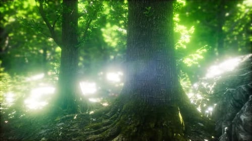Sun Light in the Green Forest