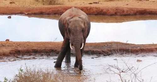 Elephant Splashes Water to Cool off in Africa