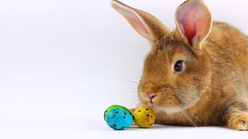 Kleiner flauschiger brauner, süßer Osterhase mit großen Ohren und Schnurrbart sitzt neben bemalten Ostereiern