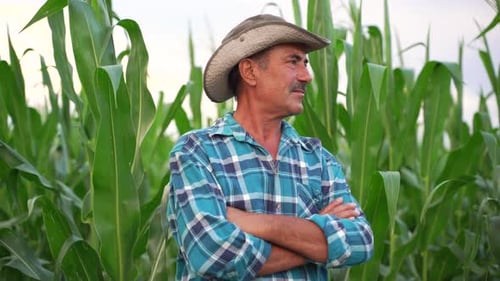Concerned Senior Farmer Standing in Cultivated Sunflower Crops Field and Looking