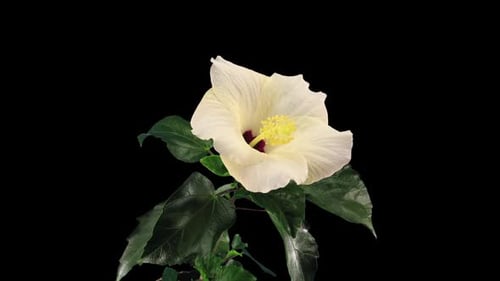 White Hibiscus Flower Blooming Time Lapse
