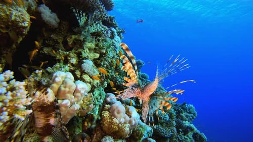 Tropical Underwater Lionfish