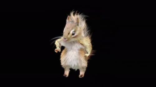 72 Chipmunk Tanzen 4K