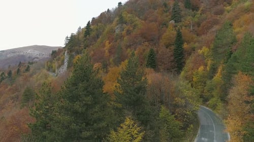 Autumn Forest and Mountain Road