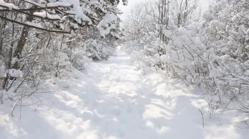 Trekking on snow by winter 3840X2160 UHD video - Walking through the forest POV 4K 2160p 30fps Ult