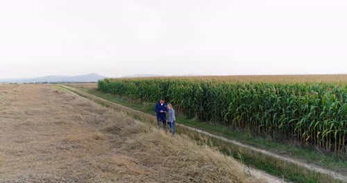 Young Farmers Discussing At Maize Field Agriculture