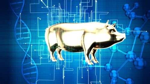 Futuristic Golden Pig Animation with DNA and Digital Science Elements