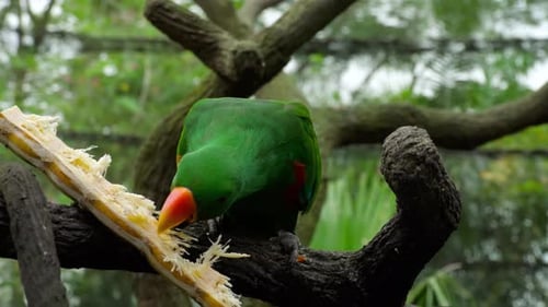 Eclectus Parrot Eat Sugar Cane