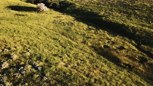 Deer Herd Moving Gracefully Through Grassy Field