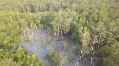 Toma aérea de árboles de manglares verdes desnudos