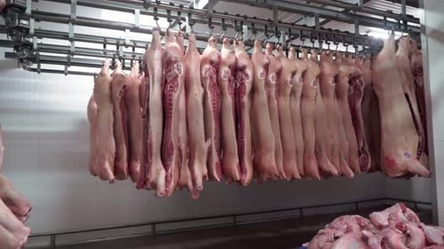 Pig Carcasses Hanging in Meat Processing Facility