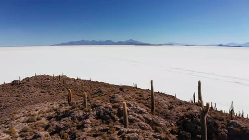 Gran cactus en el salar de la isla Incahuasi, Salar De Uyuni, Altiplano, Bolivia