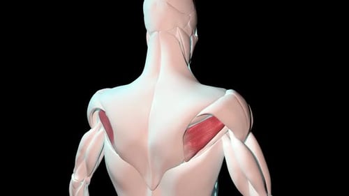 3D Human Back Anatomy with Rotating Infraspinatus and Teres Minor Muscles