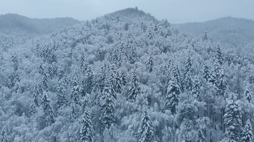 Aerial shot: spruce and pine winter forest completely covered by snow.