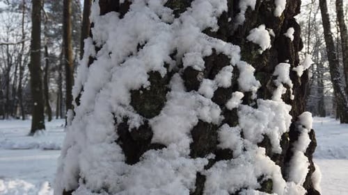 Snow covered trees in a winter park.