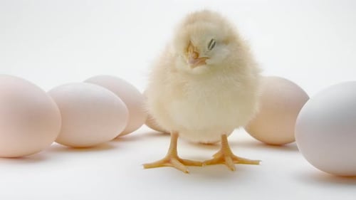 Newborn Poultry Yellow Chicken on White Background with Eggs in Studio