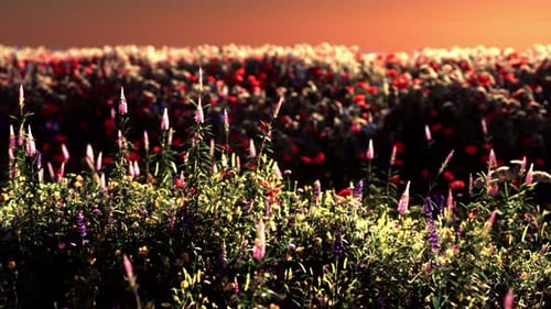 Field with Flowers During Summer Sundown