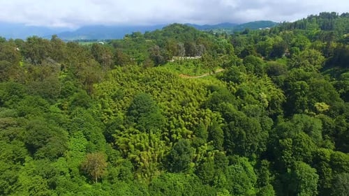 Hills Covered in Lush Greenery in Batumi Botanical Garden Railroad Running Along