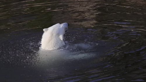 Eisbär Ursus Maritimus ist ein überfleischfressender Bär