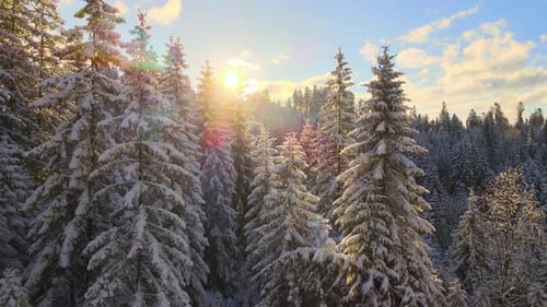 Aerial winter landscape with pine trees of snow covered forest in cold mountains at sunrise.