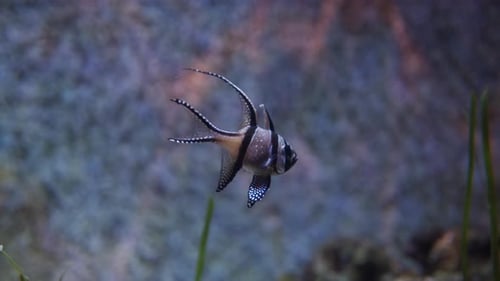 Closeup of a Banggai Cardinalfish Also Known As Pterapogon Kauderni Tropical Cardinalfish on Coral