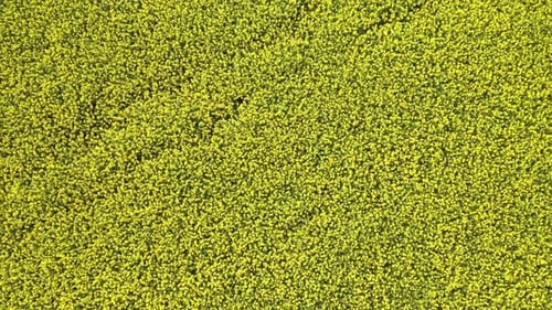 Rapeseed Field 18