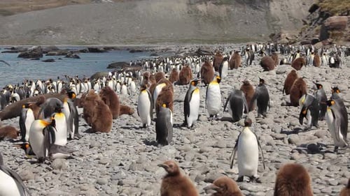 King Penguin Colony on South Georgia