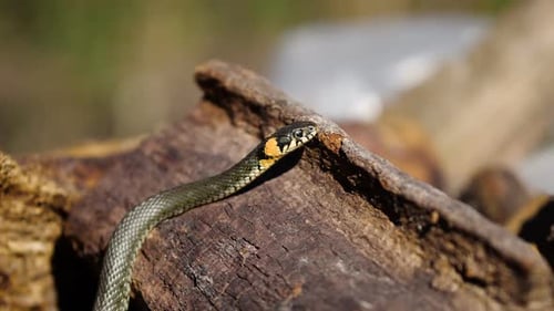 Grass Snake Resting on Wood, Wildlife Close Up
