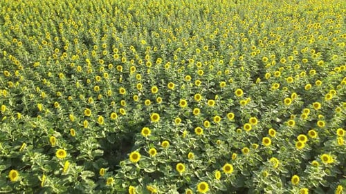 Sunflowers Field Background