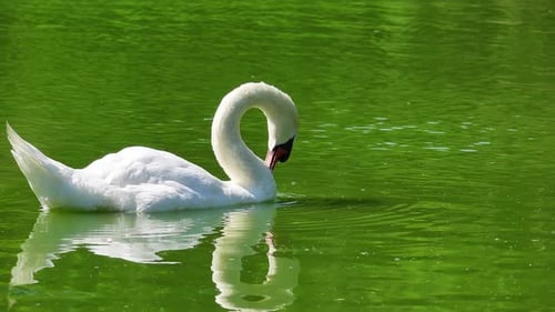 Elegant White Swan Swimming on Green Pond
