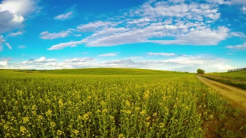 Clouds over the Rapeseed Fields