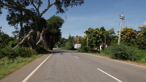 Bäume auf beiden Seiten der Straße, Leere Straße