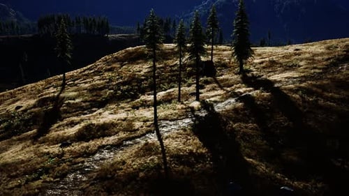 Trees on Meadow Between Hillsides with Conifer Forest