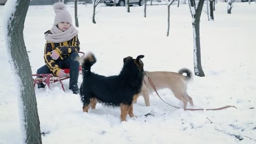 Walk the Dogs in Winter Park