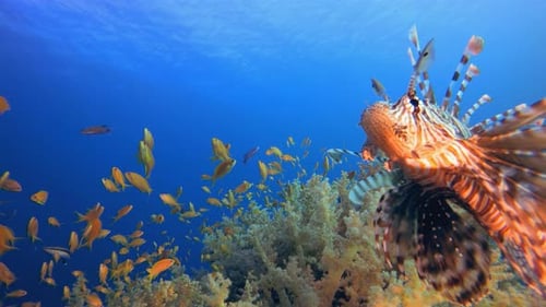 Tropischer Feuerfisch unter Wasser
