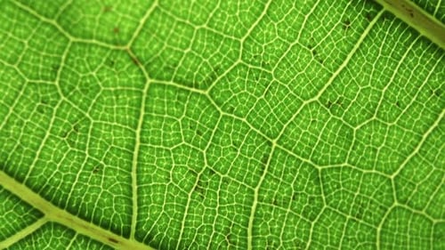 Green Leaf Background