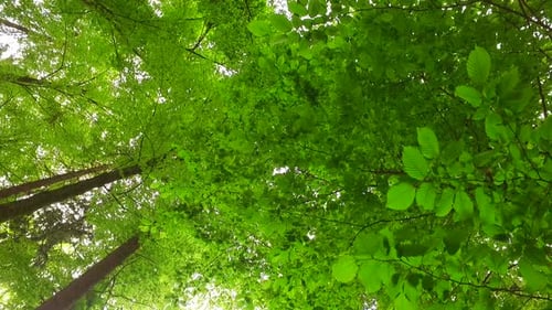 Feuilles de forêt printanière et