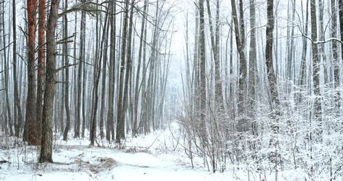 Winterlicher Snowy Forest Park bei Schneefall Blizzard